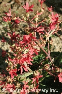 Heptacodium miconoides                  